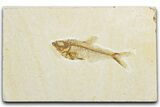 Bargain, Fossil Fish (Diplomystus) - Wyoming #345442-1